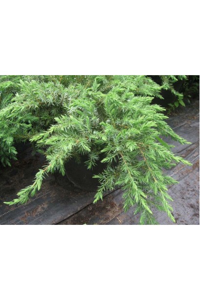 Ялівець сланкий Schlager