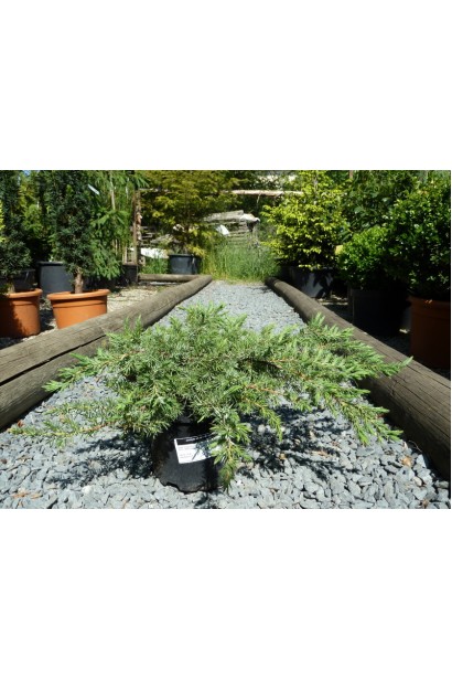 Саджанець ялівцю Schlager в контейнері