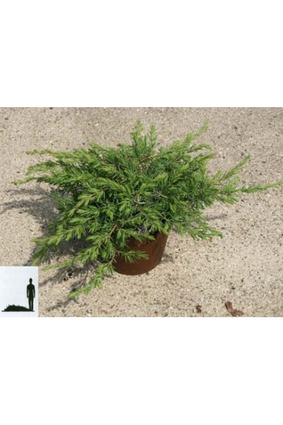 Ялівець повільноростучий Шлягер