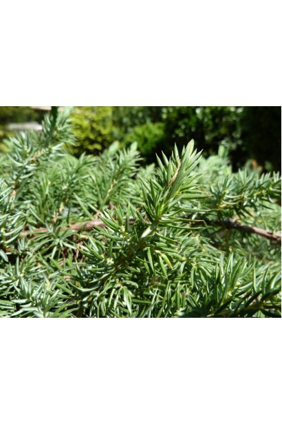 Ялівець Шлягер 