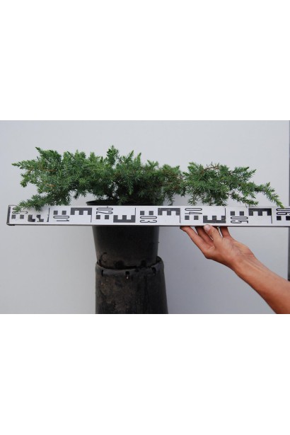 Ялівець береговий Шлягер в контейнері 5 л, діаметр крони 50-60 см