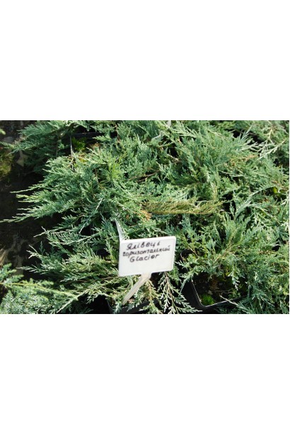  Juniperus horizontalis Glacier