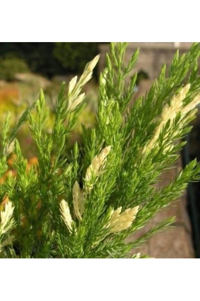 Ялівець горизонтальний Андорра Варієгата