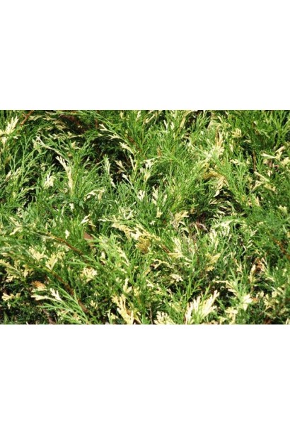 Ялівець Андорра Варієгата зелена хвоя з кремово-білими вкрапленнями