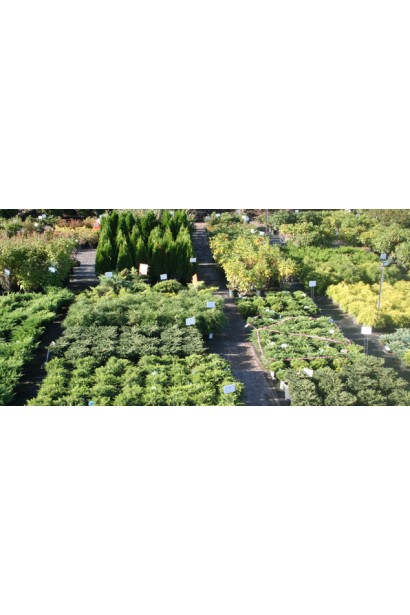 Ялівець горизонтальний Андорра Варієгата саджанці в садовому центрі