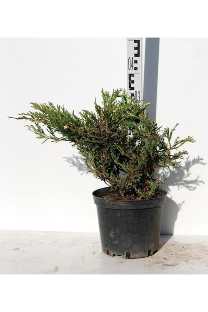 Ялівець Андорра Варієгата висота 30-35 см