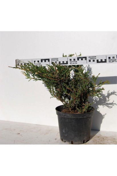 Ялівець Андорра Варієгата діаметр 40-50 см