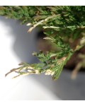 Ялівець горизонтальний Андорра Варієгата | Можжевельник горизонтальный Андорра Вариегата | Juniperus horizontalis Andorra Variegata