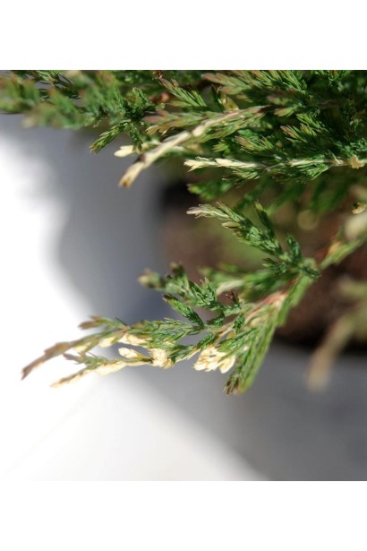 Ялівець строкатий Андорра Варієгата