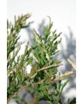Можжевельник горизонтальный Андорра Вариегата | Ялівець горизонтальний Андорра Варієгата | Juniperus horizontalis Andorra Variegata