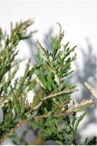 Ялівець горизонтальний Andorra Variegata