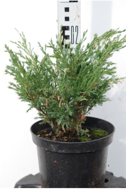 Ялівець Андорра Варієгата в контейнері 3 л висота 20-25 см