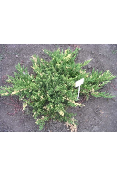 Ялівець Андорра Варієгата низький розлогий хвойний кущ