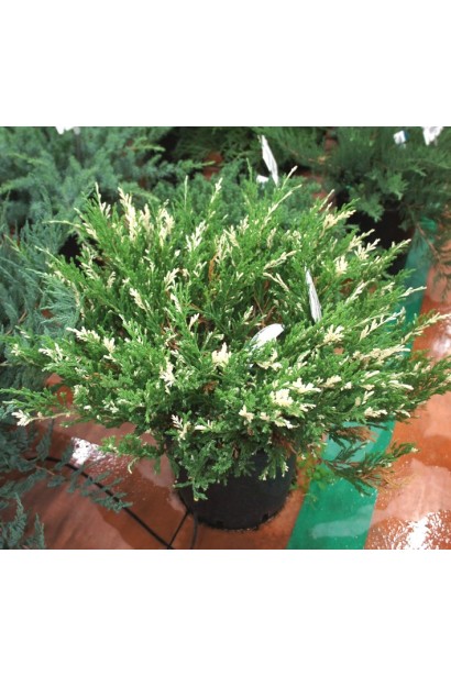 Яловець Андорра Варієгата в контейнері