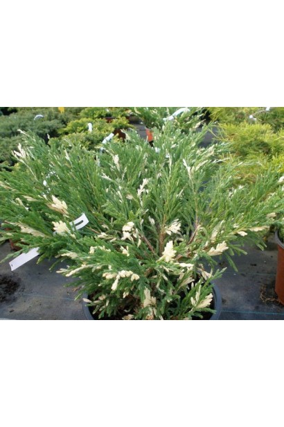 Juniperus horizontalis Andorra Variegata