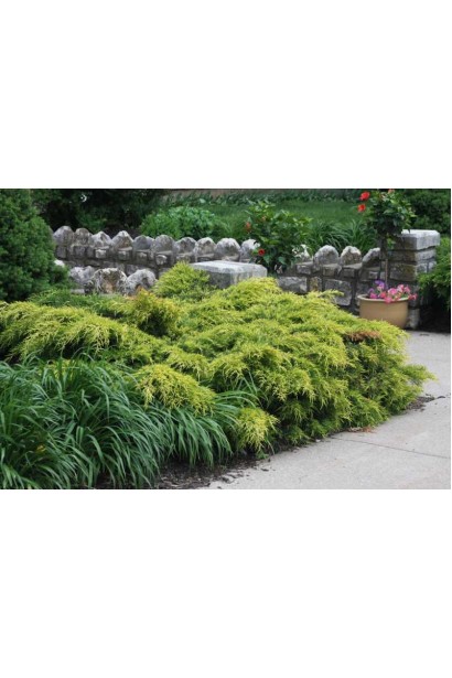 Ялівець Голд Кост в ландшафті