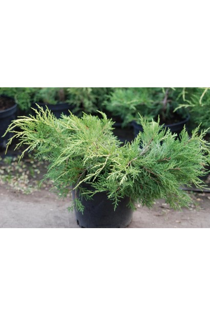 Juniperus media Gold Coast