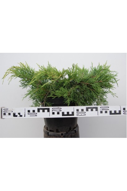 Ялівець середній Голд Кост в контейнері