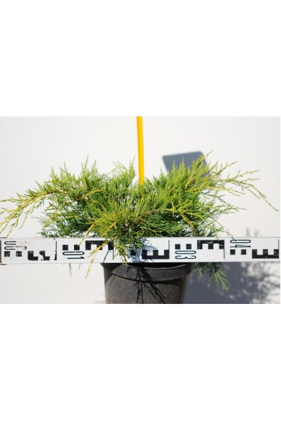 Ялівець середній Голд Кост в контейнері