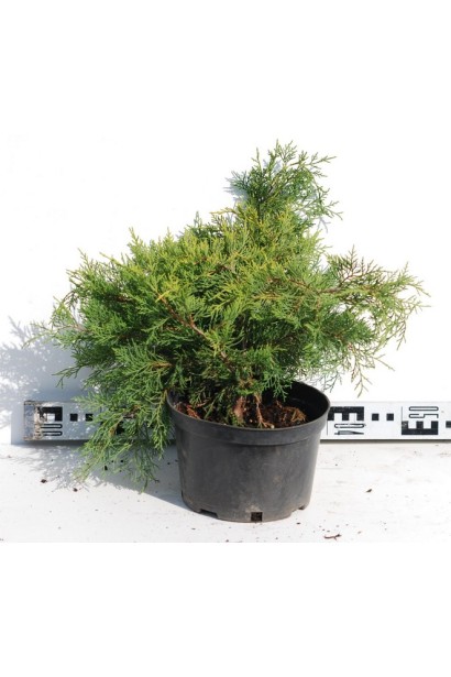 Ялівець середній Голд Кост