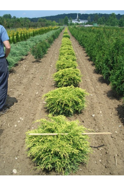 Juniperus media Gold Coast