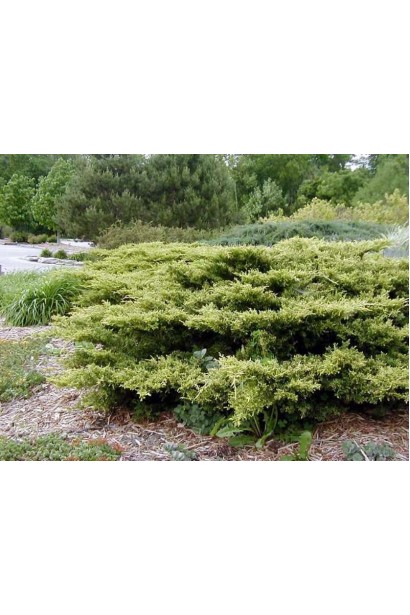 Ялівець середній Голд Кост - м’яка луската хвоя