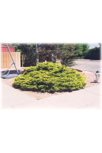 Ялівець середній Голд Кост - декоративний хвойний кущ з щільною розкидистою кроною