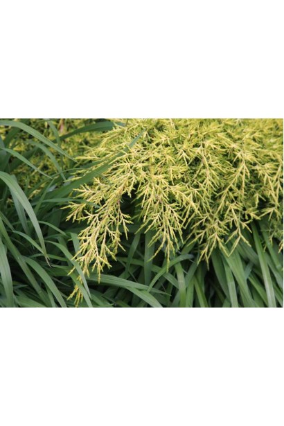 Ялівець середній Голд Кост - м’яка луската хвоя