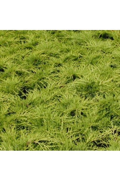 Ялівець середній Голд Кост - хвоя зеленувато-жовта або золотисто-жовта