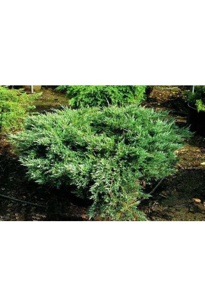 Juniperus media Gold Coast