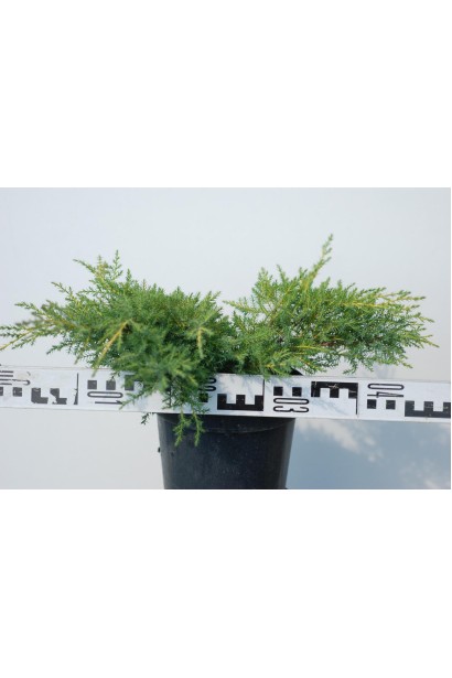 Можжевельник Голд Стар - 5 л, диаметр 40-50 см