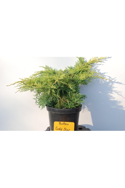 Можжевельник среднерослый Голд Стар