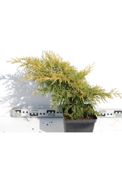 Можжевельник Голд Стар саженец в контейнере Р9/0,5 л