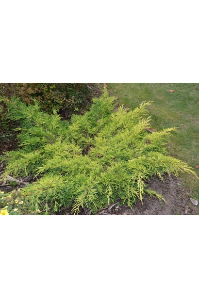 Juniperus media  Gold Star