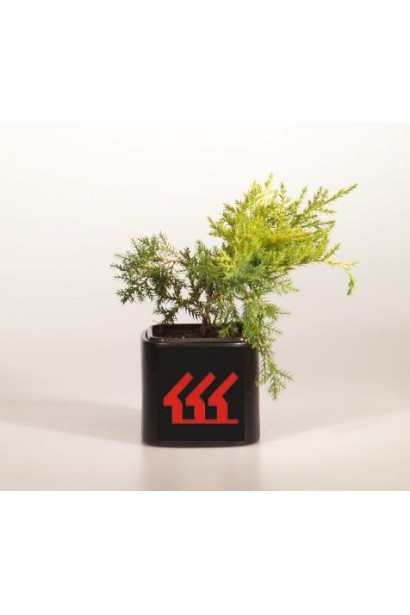 Можжевельник Голд Стар - саженец Р9