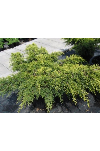 Можжевельник средний Gold Star