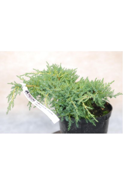 Можжевельник пфитцериана Голд Стар - саженец в контейнере