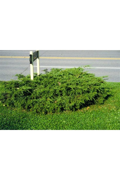 Можжевельник средний Пфитцериана Компакта в ландшафте 