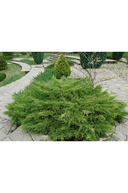 Juniperus media Pfitzeriana Compacta