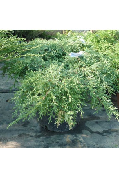 Можжевельник средний Пфитцериана Компакта