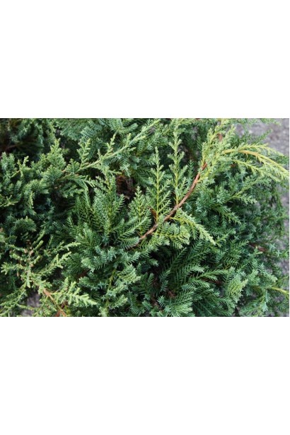 Можжевельник средний Пфитцериана Компакта хвоя
