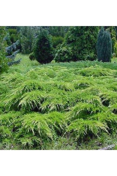 Juniperus media Pfitzeriana Compacta