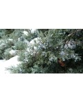 Можжевельник средний Пфитцериана Компакта | Ялівець середній Пфітцеріана Компакта | Juniperus media Pfitzeriana Compacta
