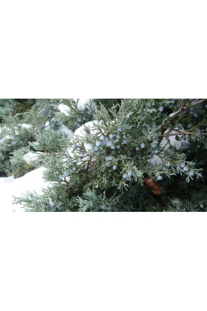 Можжевельник средний Пфитцериана Компакта  сине-сизые мелкие шишкоягоды 