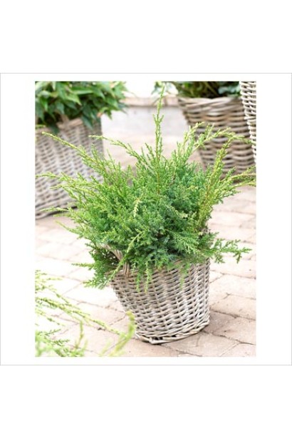 Juniperus media Pfitzeriana Compacta