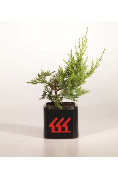 Можжевельник средний Пфитцериана Компакта с3