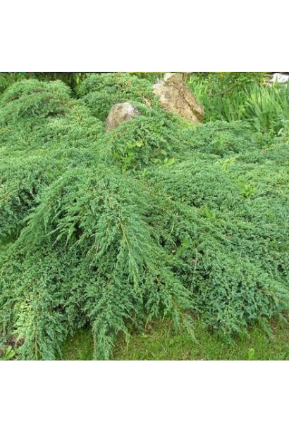 Можжевельник средний Пфитцериана Компакта - игольчатая или чешуйчатая серо-зеленая