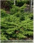 Можжевельник средний Пфитцериана Компакта | Ялівець середній Пфітцеріана Компакта | Juniperus media Pfitzeriana Compacta