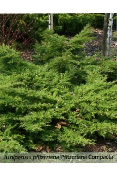 Можжевельник средний Пфитцериана Компакта