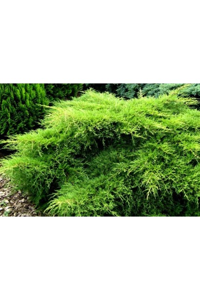 Juniperus media Pfitzeriana Compacta